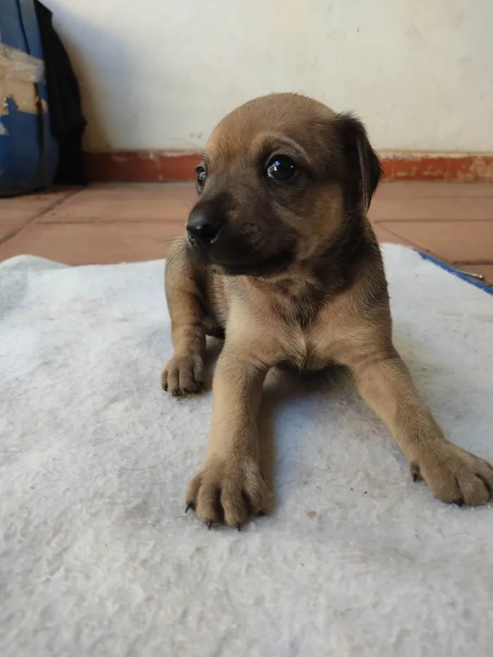 Cachorro ra a SRD idade 2 a 6 meses nome Sem nome ainda 