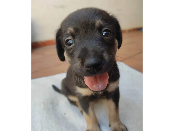 Cachorro ra a SRD idade 2 a 6 meses nome Sem nome ainda 