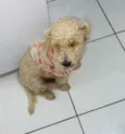 Fofinho
