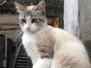 Gato raça SRD-ViraLata idade 2 anos nome Mami 