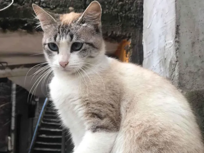 Gato ra a SRD-ViraLata idade 2 anos nome Mami 