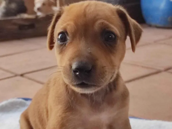 Cachorro ra a SRD idade 2 a 6 meses nome Sem nome ainda 