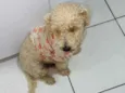 Fofinho