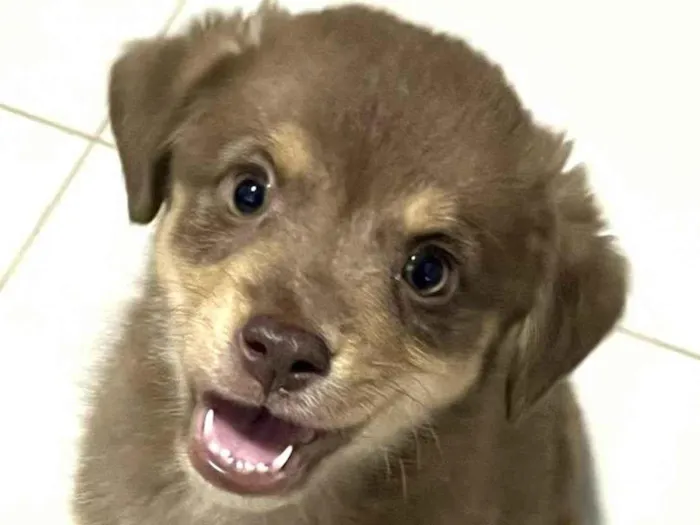 Cachorro ra a  idade 2 a 6 meses nome Bruce 
