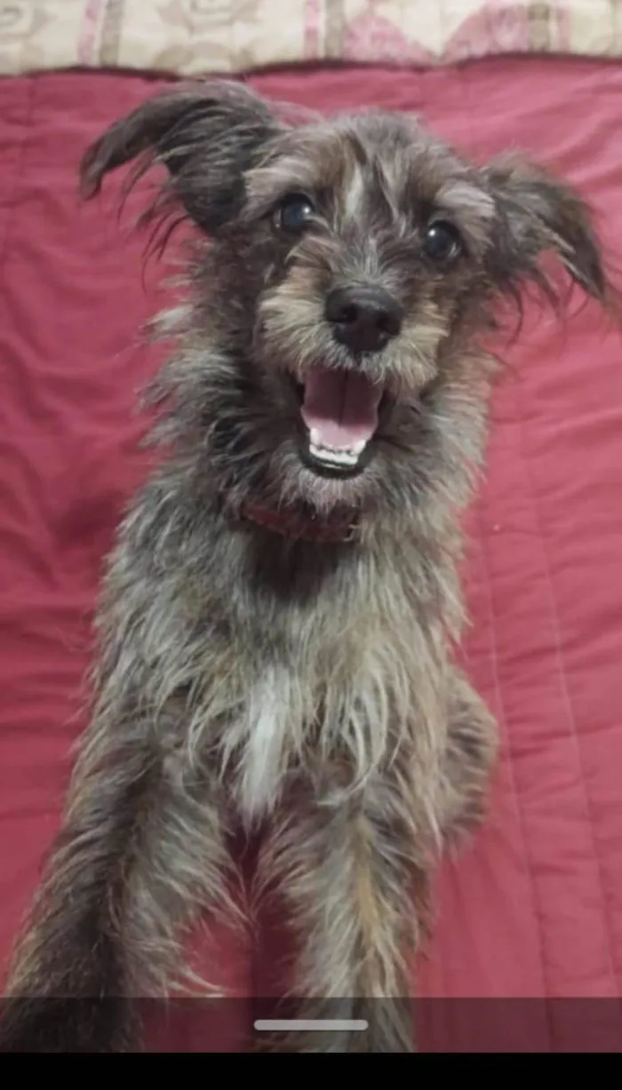 Cachorro ra a mix idade 2 anos nome Estopinha