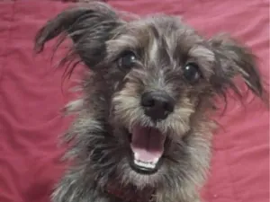 Cachorro raça mix idade 2 anos nome Estopinha