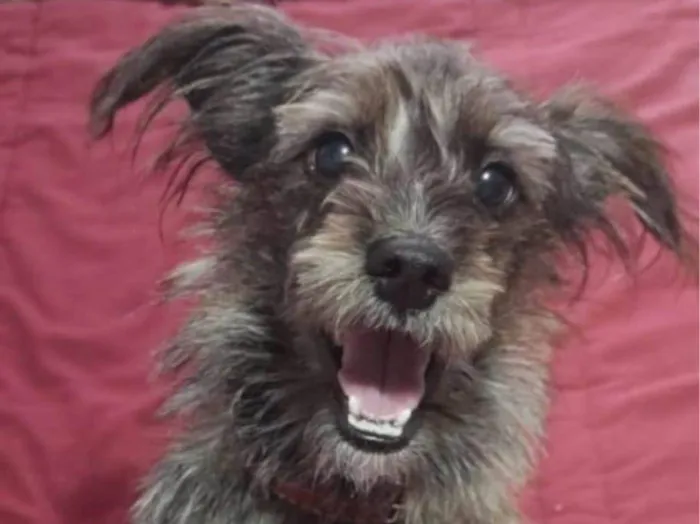 Cachorro ra a mix idade 2 anos nome Estopinha