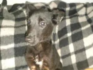 Cachorro raça MIX idade 7 a 11 meses nome AMENDOIM 