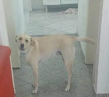 Cachorro ra a SRD idade 1 ano nome Birita