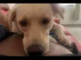 Birita