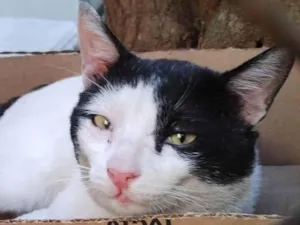 Gato raça SRD-ViraLata idade 7 a 11 meses nome Lacta Ouro
