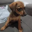 Pituca