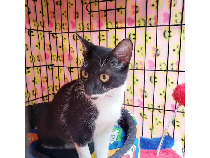 Gato ra a SRD-ViraLata idade 7 a 11 meses nome Felícia