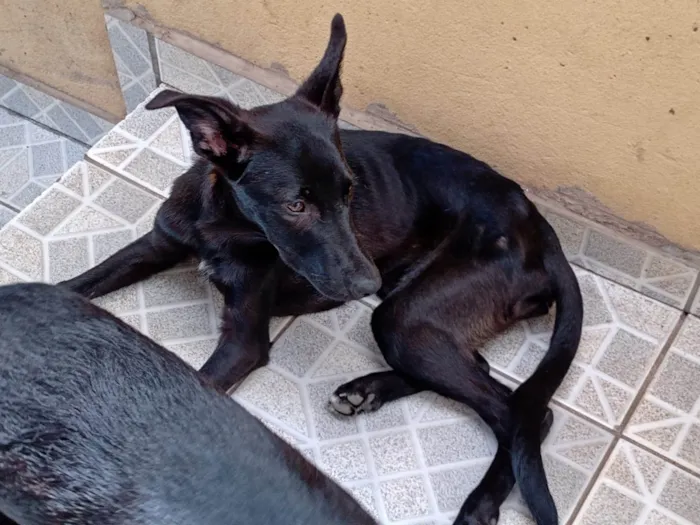 Cachorro ra a SRD-ViraLata idade 2 a 6 meses nome Pretinho