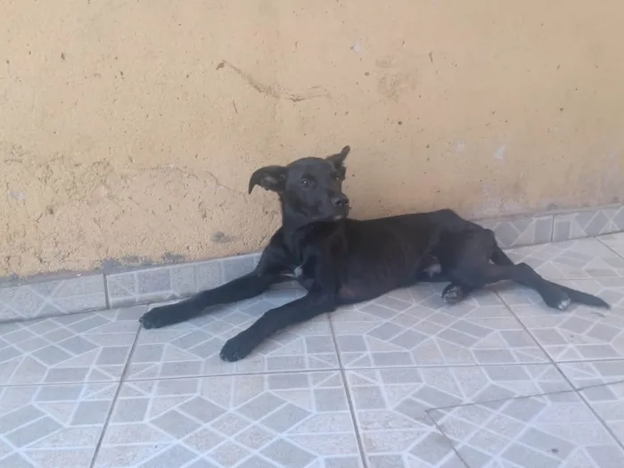 Cachorro ra a SRD-ViraLata idade 2 a 6 meses nome Pretinho