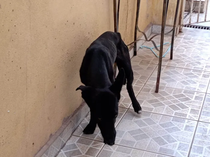 Cachorro ra a SRD-ViraLata idade 2 a 6 meses nome Pretinho