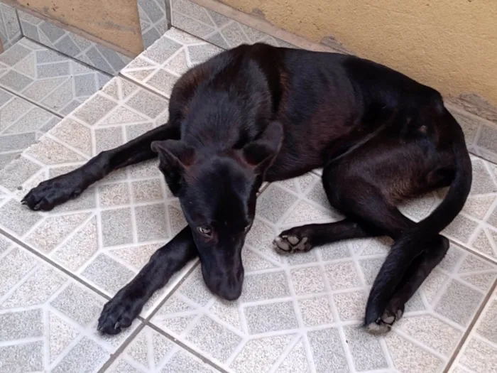 Cachorro ra a SRD-ViraLata idade 2 a 6 meses nome Pretinho