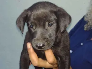 Cachorro raça SRD-ViraLata idade 2 a 6 meses nome Samuca & Simeão 