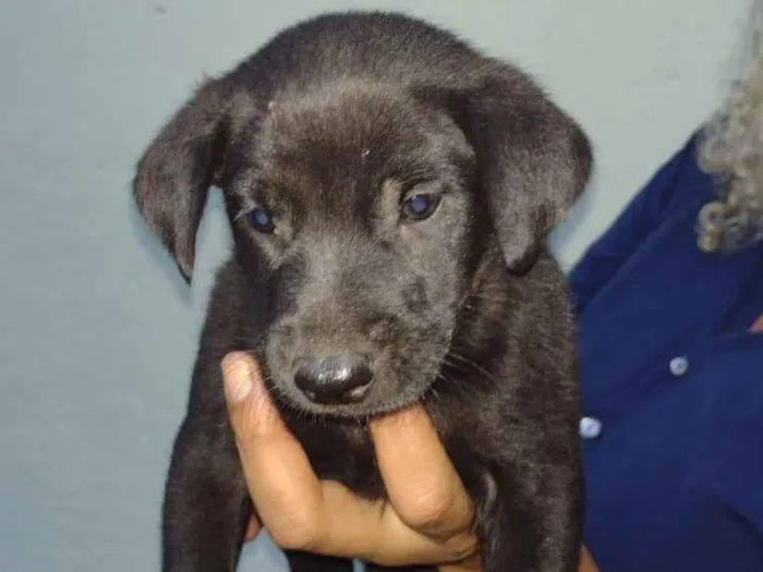 Cachorro ra a SRD-ViraLata idade 2 a 6 meses nome Samuca & Simeão 