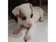 Filhotes 2 meses