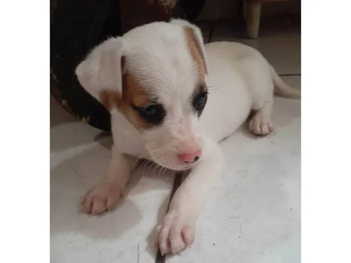 Cachorro ra a SRD-ViraLata idade Abaixo de 2 meses nome Filhotes 2 meses