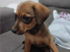 Cachorro raça SRD-ViraLata idade 2 a 6 meses nome Pituca