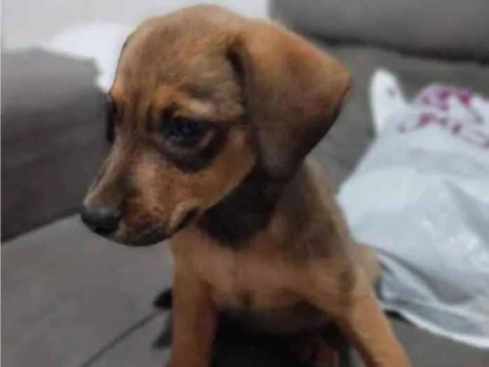 Cachorro ra a SRD-ViraLata idade 2 a 6 meses nome Pituca