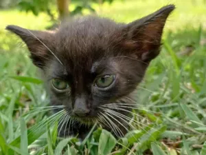 Gato raça SRD-ViraLata idade Abaixo de 2 meses nome Lilith 