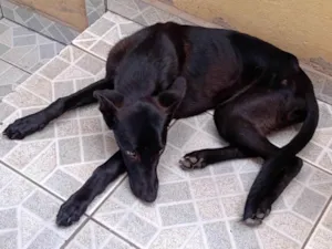 Cachorro raça SRD-ViraLata idade 2 a 6 meses nome Pretinho