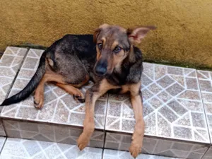 Cachorro raça SRD-ViraLata idade 2 a 6 meses nome Lina