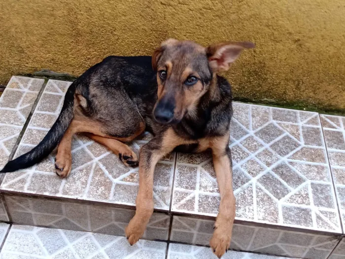 Cachorro ra a SRD-ViraLata idade 2 a 6 meses nome Lina