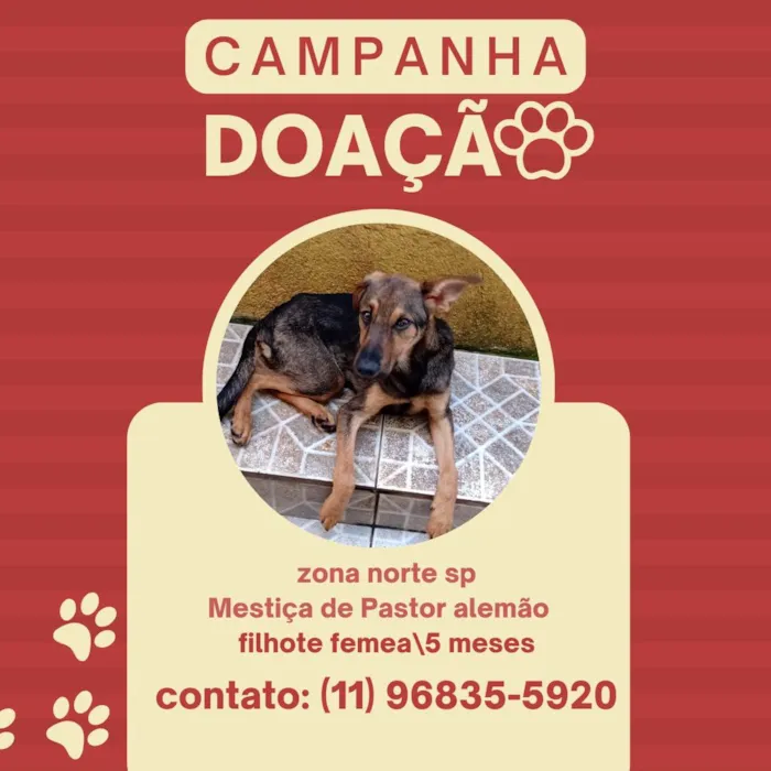 Cachorro ra a SRD-ViraLata idade 2 a 6 meses nome Lina