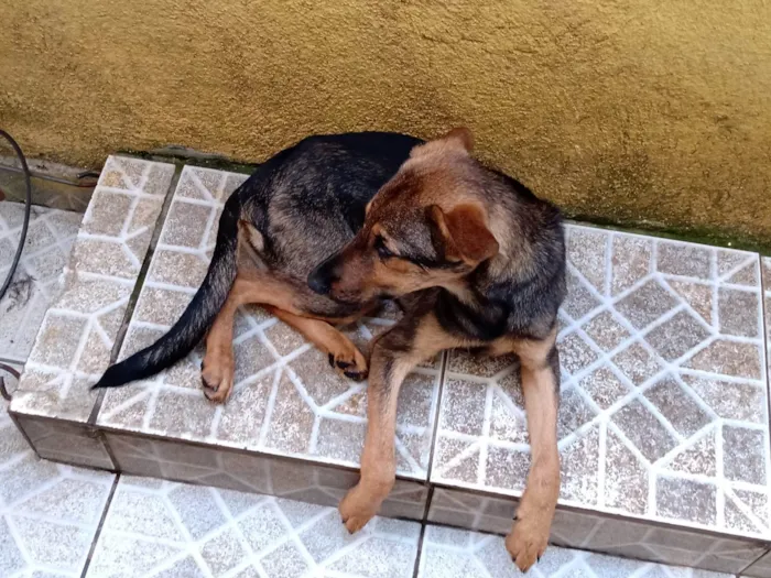 Cachorro ra a SRD-ViraLata idade 2 a 6 meses nome Lina