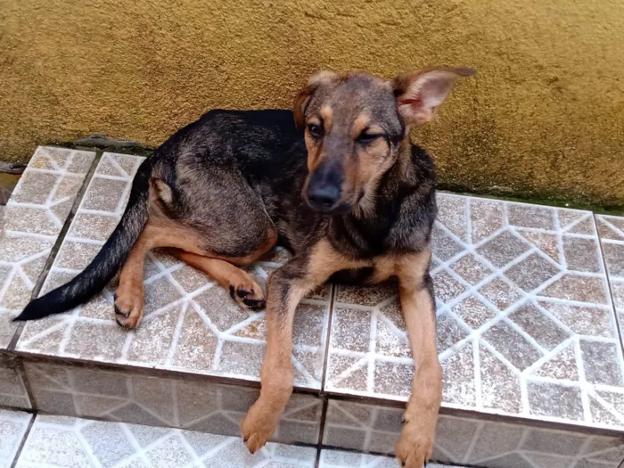 Cachorro ra a SRD-ViraLata idade 2 a 6 meses nome Lina