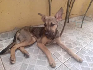 Cachorro raça SRD-ViraLata idade 2 a 6 meses nome Cinzinha