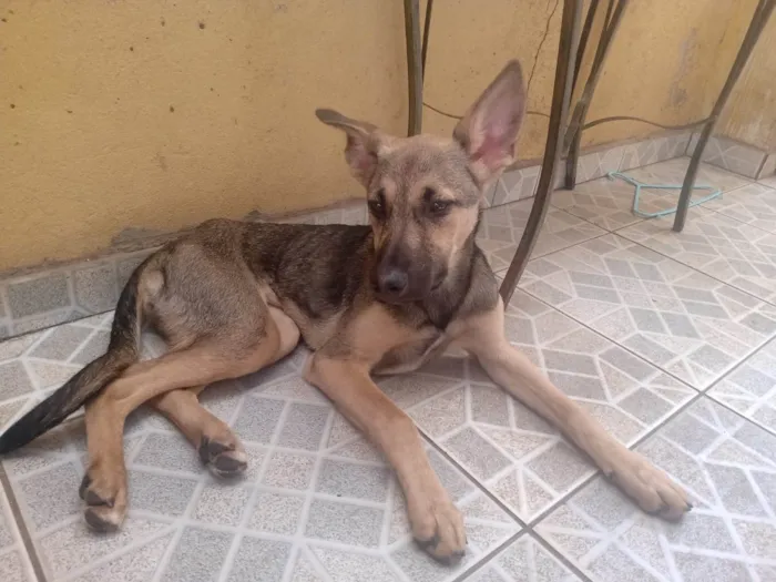 Cachorro ra a SRD-ViraLata idade 2 a 6 meses nome Cinzinha