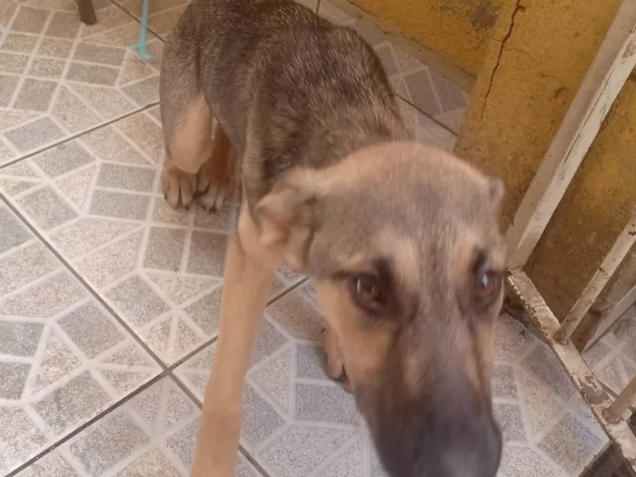 Cachorro ra a SRD-ViraLata idade 2 a 6 meses nome Cinzinha