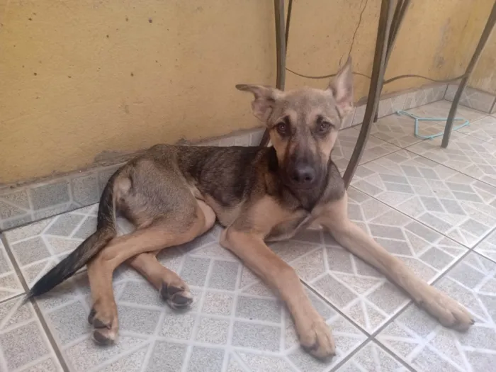 Cachorro ra a SRD-ViraLata idade 2 a 6 meses nome Cinzinha