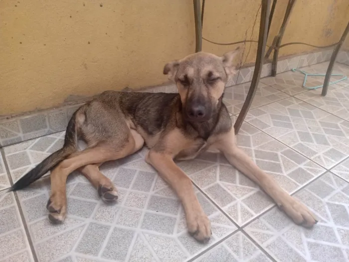 Cachorro ra a SRD-ViraLata idade 2 a 6 meses nome Cinzinha