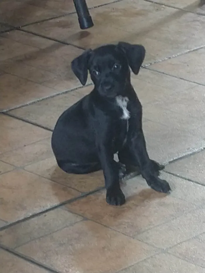 Cachorro ra a Indefida idade 2 a 6 meses nome Sem nome