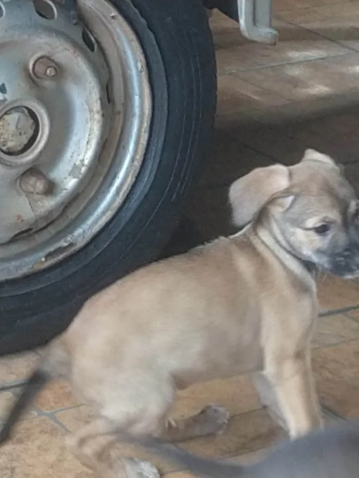 Cachorro ra a Indefida idade 2 a 6 meses nome Sem nome