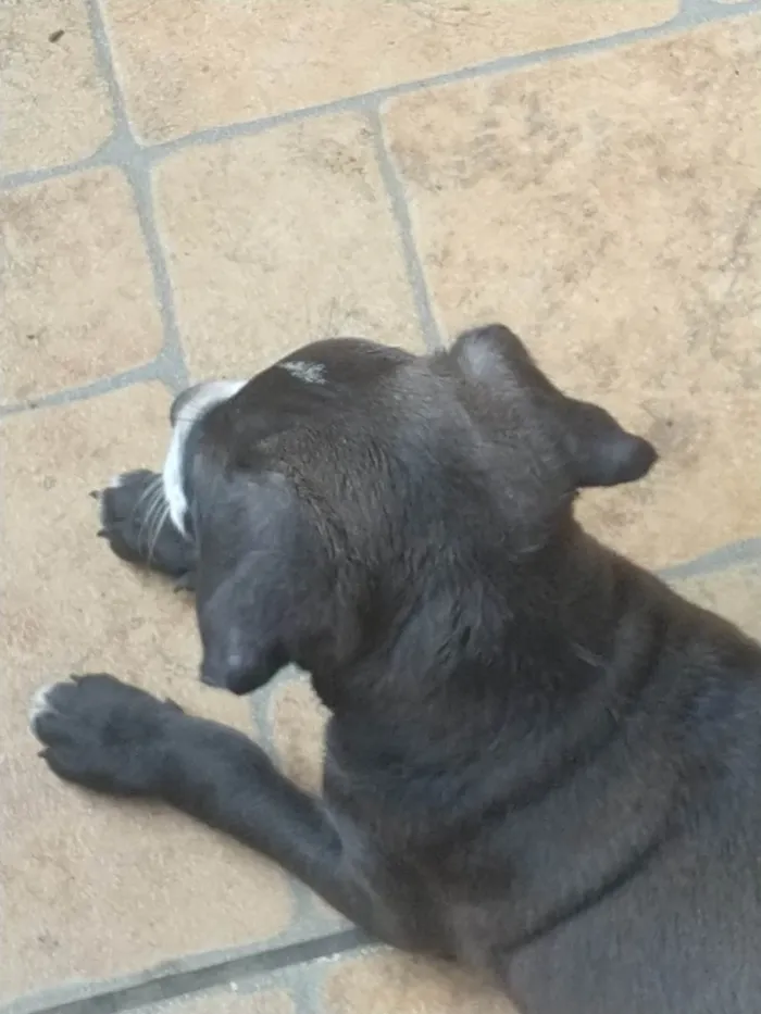 Cachorro ra a Indefinida idade 2 a 6 meses nome Sem nome