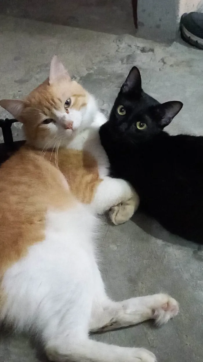 Gato ra a Gato idade Abaixo de 2 meses nome Tem muitos