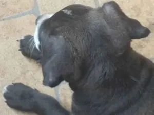 Cachorro raça Indefinida idade 2 a 6 meses nome Sem nome