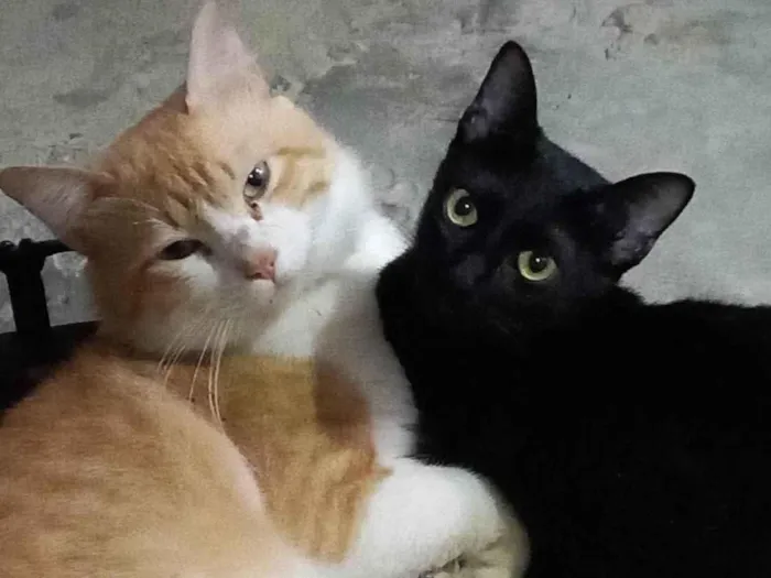 Gato ra a Gato idade Abaixo de 2 meses nome Tem muitos