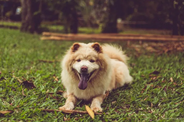 Cachorro ra a  idade 6 ou mais anos nome Pérola 