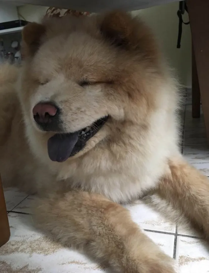Cachorro ra a  idade 6 ou mais anos nome Pérola 