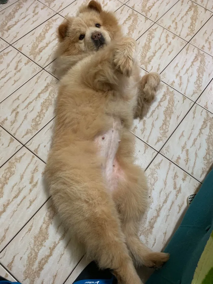 Cachorro ra a  idade 6 ou mais anos nome Pérola 