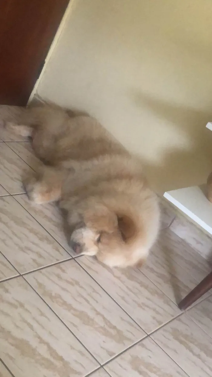 Cachorro ra a  idade 6 ou mais anos nome Pérola 