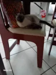 Johnny